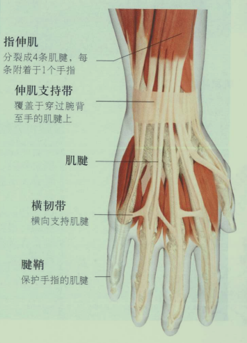 大母手指筋图图片