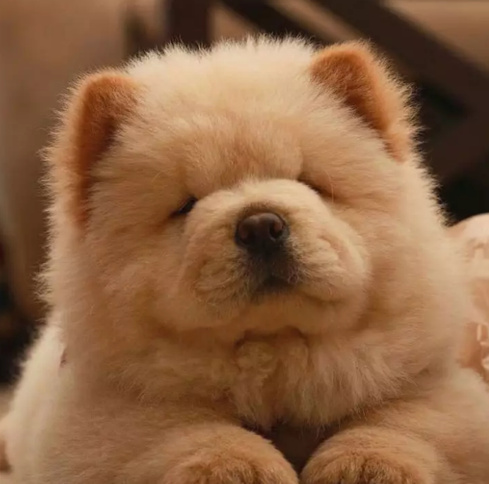 松狮犬"社会化"训练,知道下面6点,它们与铲屎官更加亲密_成年_进行