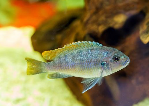 養魚小知識:養魚的這些知識你都知道嗎,你養魚的方法正確嗎?