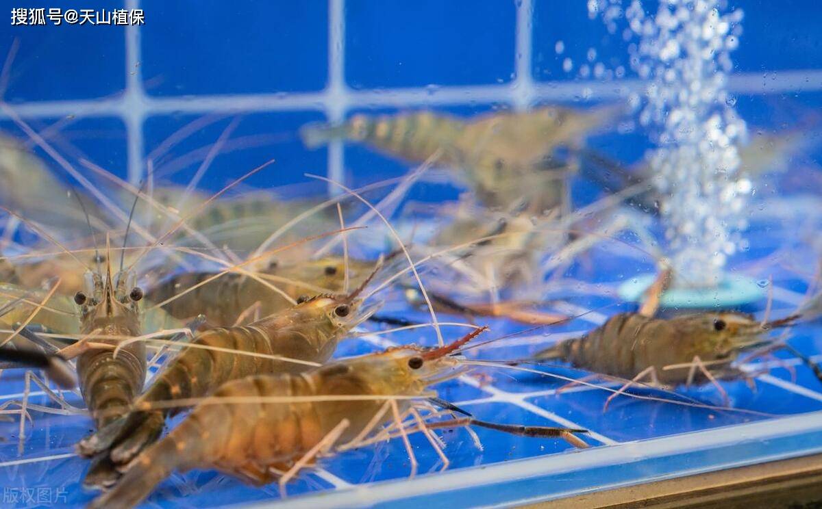 罗氏虾养殖条件和方法_池塘_水质_营养