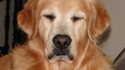 狗狗潜藏库欣综合症,常让主人束手无策,这4个信号要留心_身体_症状