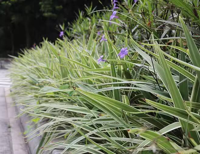 观叶植物斑叶桔梗兰,金线桔梗兰