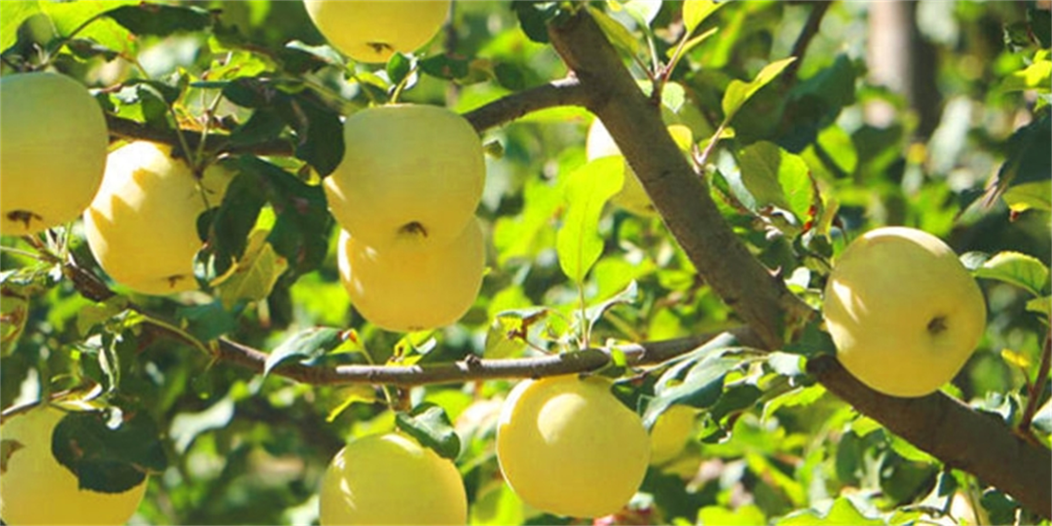 黄元帅苹果探秘:从果园到餐桌的美味传奇_口感_果实_水果