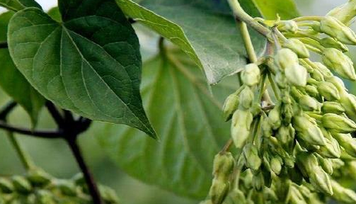 野菜兰花菜的功效图片