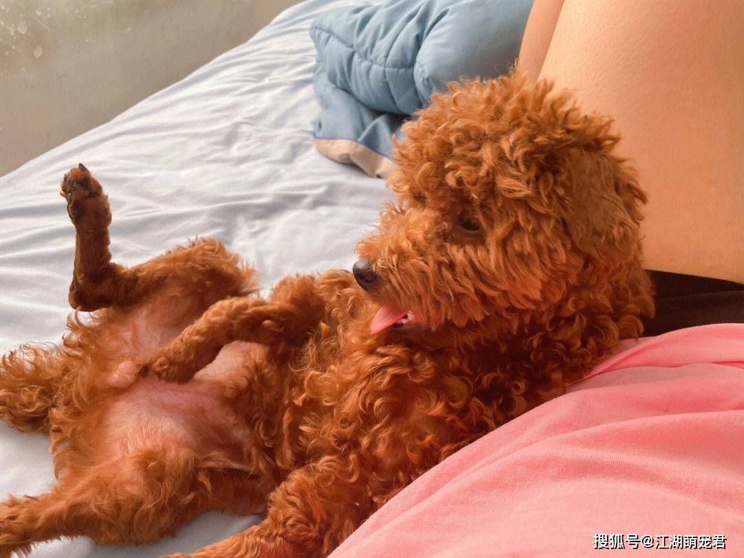 惯狗如杀狗!被"宠坏"的泰迪,都有这些恶习_主人_习惯_大小便