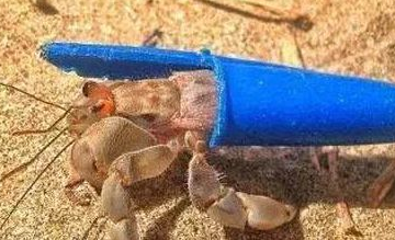 海洋环境污染严重,塑料瓶盖成寄居蟹新家,这个家住着舒服吗