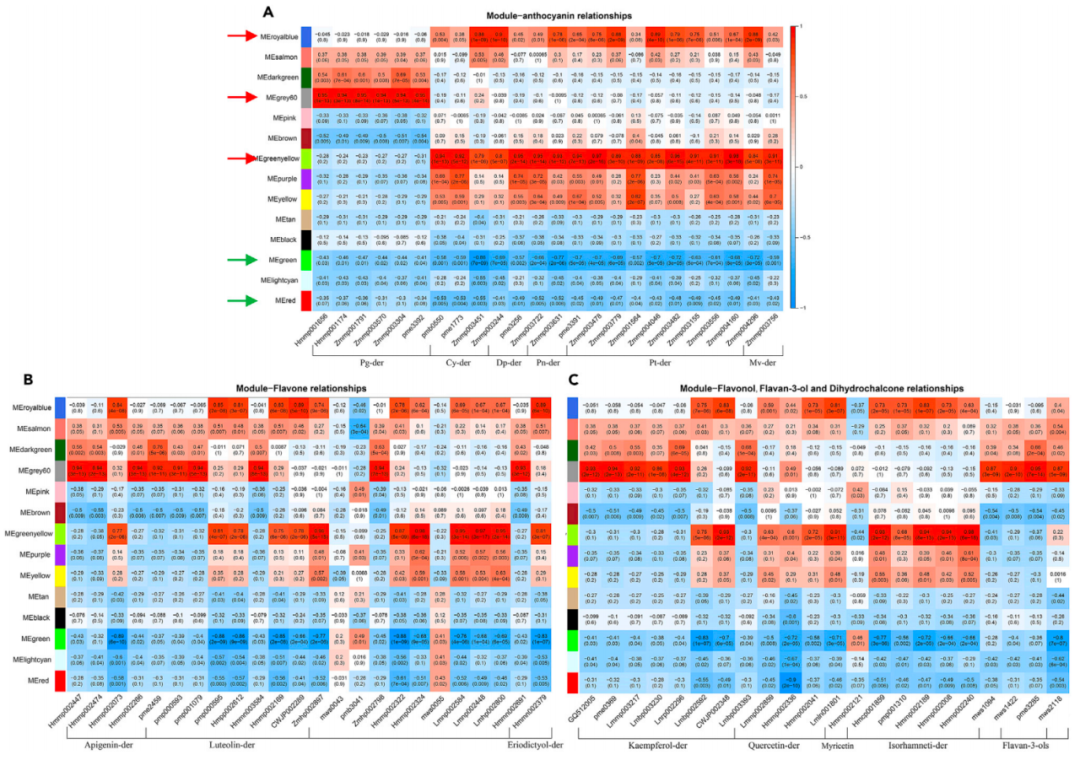 项目文章2篇|探秘多彩马铃薯:黄酮类物质调控色素积累