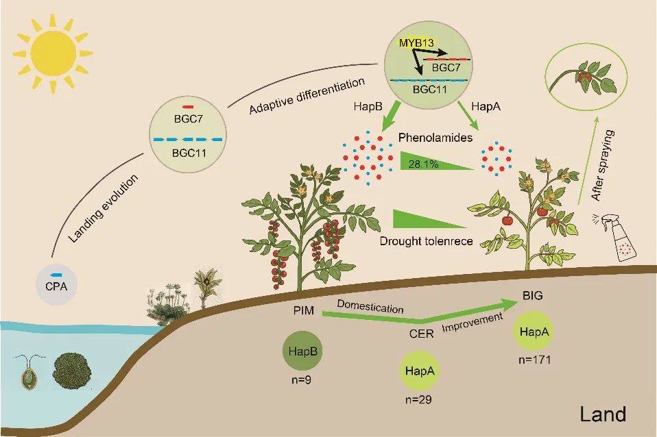 海南大学王守创团队揭示作物代谢多样性与环境适应协同调控新机制