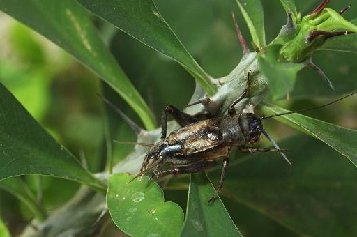 博得了人们的喜爱,在中华民族有着悠久的历史_活动_贾似道_有关