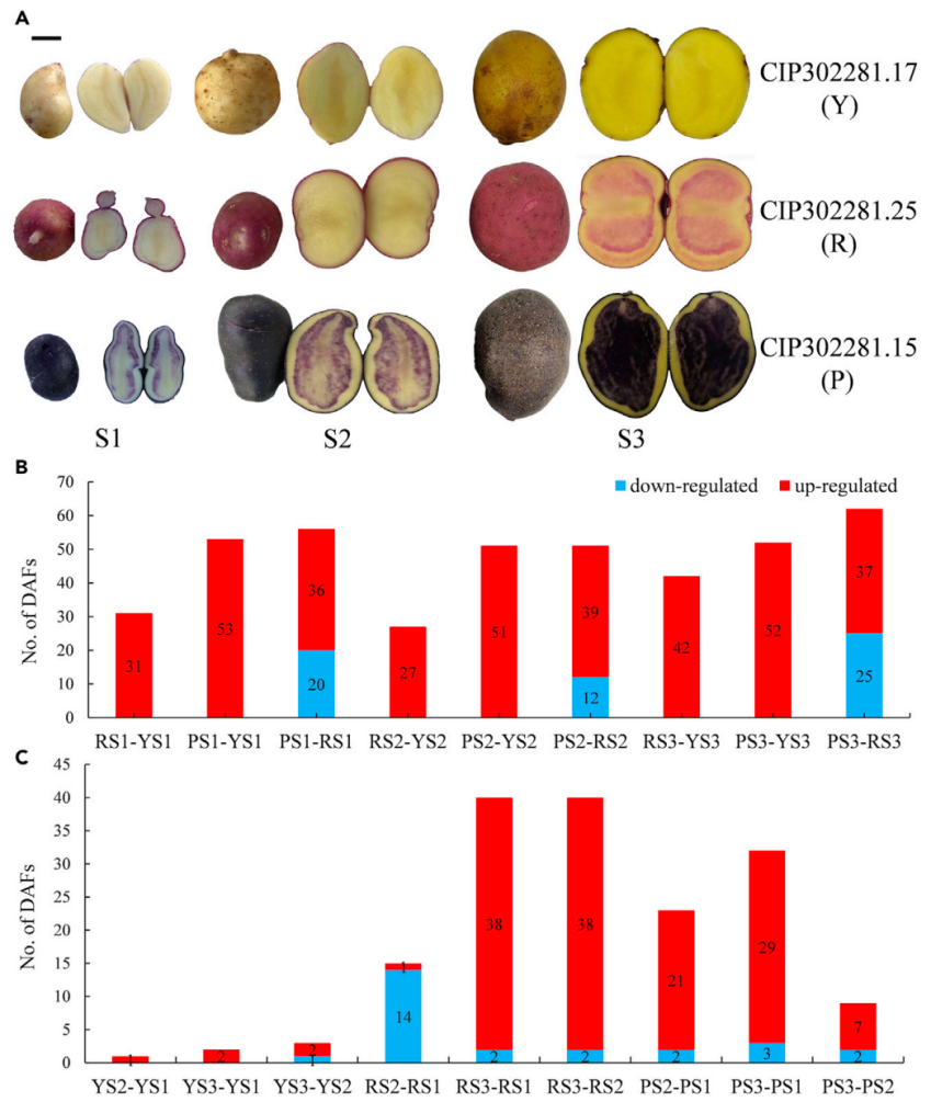 项目文章2篇|探秘多彩马铃薯:黄酮类物质调控色素积累