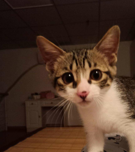 狸花猫一旦生病,大多都很难治好,这几点宠主一定不能忽视_猫咪_宠物_