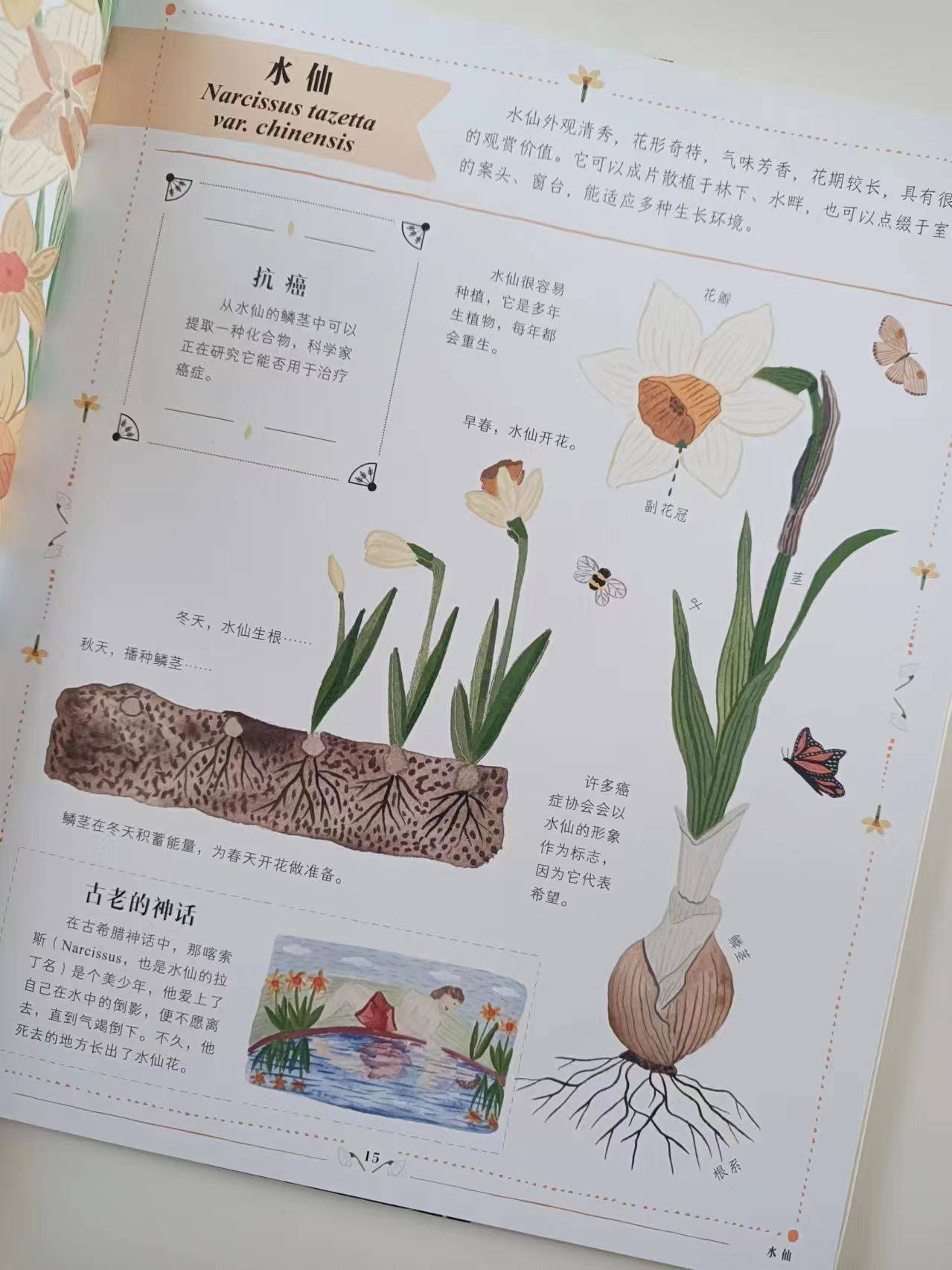 我的植物朋友记录卡水仙花(我的植物朋友水仙花200字)