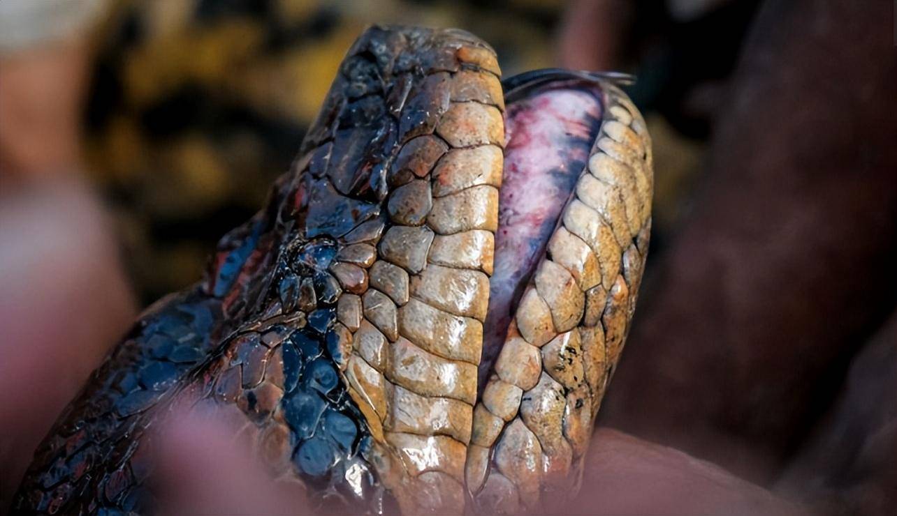 基因分析显示,新物种北方绿水蚺是现存最重蛇类,体重超250公斤