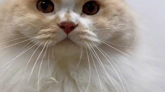 对猫过敏反应但想查堆咋办？所推荐采用狗狗水蒸气热水器来帮你