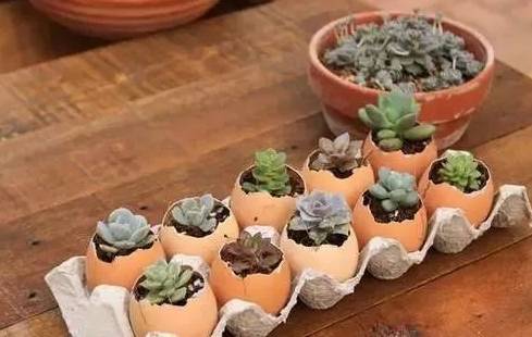 美翻了~原来院子里装花的盆,也可以这么有创意!_花盆_植物_生活