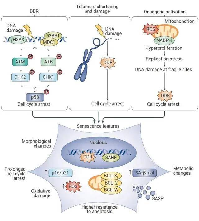 衰老相关分泌表型(sasp):衰老细胞分泌特定的促炎细胞因子,如白细