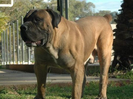 1.南非獒犬2.马士提夫獒犬3.比利牛斯山地犬4.