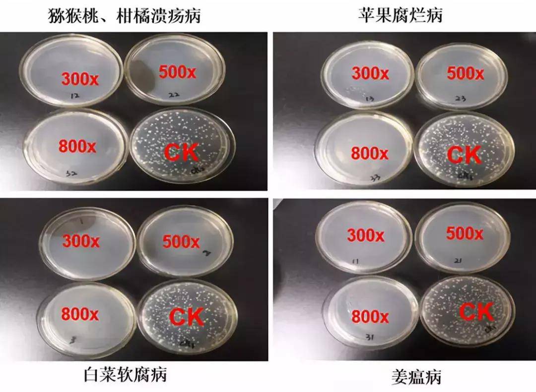 生物农药:ce大蒜素—源自大蒜 防细菌性病害!_防治_制剂_作用