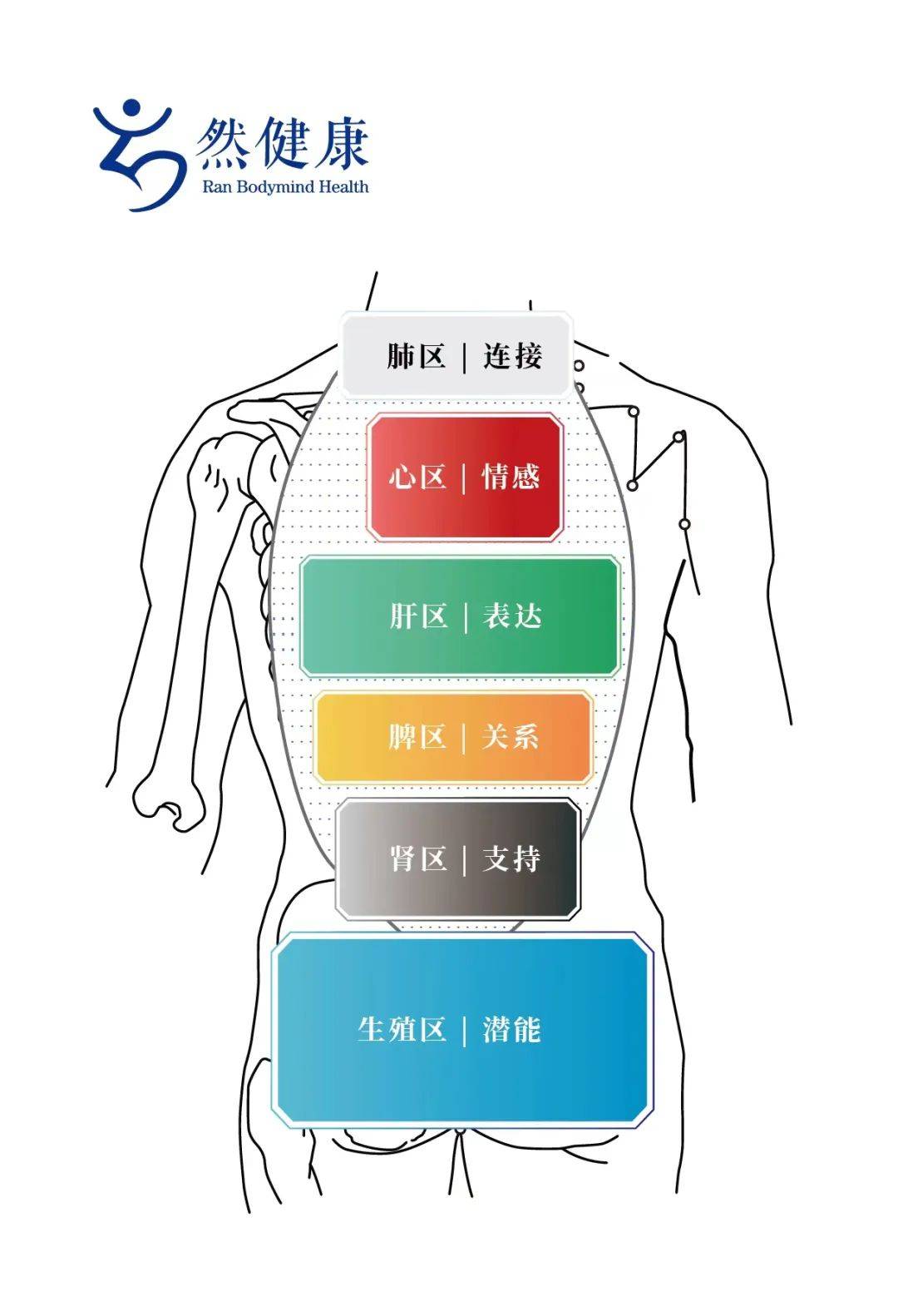 背部解剖分区图片