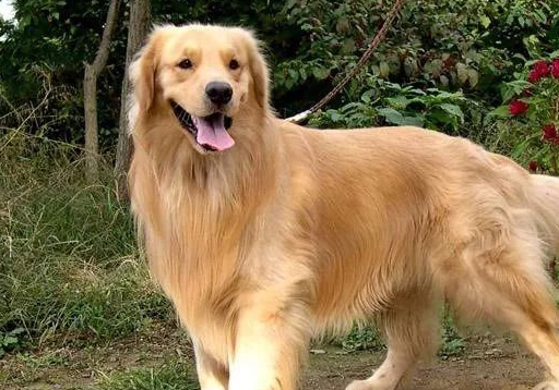 适合老年人养的宠物_金毛_身心健康_个性