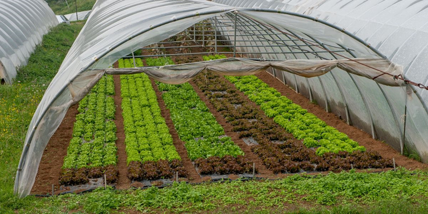 在大棚蔬菜瓜果种植区,大棚的湿度及农作物浇灌量,浇灌范围都是重要的