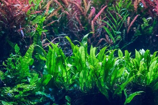 水草水族箱的造景 水草水族箱的造景技艺,造景并不难!_卵石_热带_轮廓