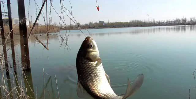 野钓鲫鱼总是钓不多?