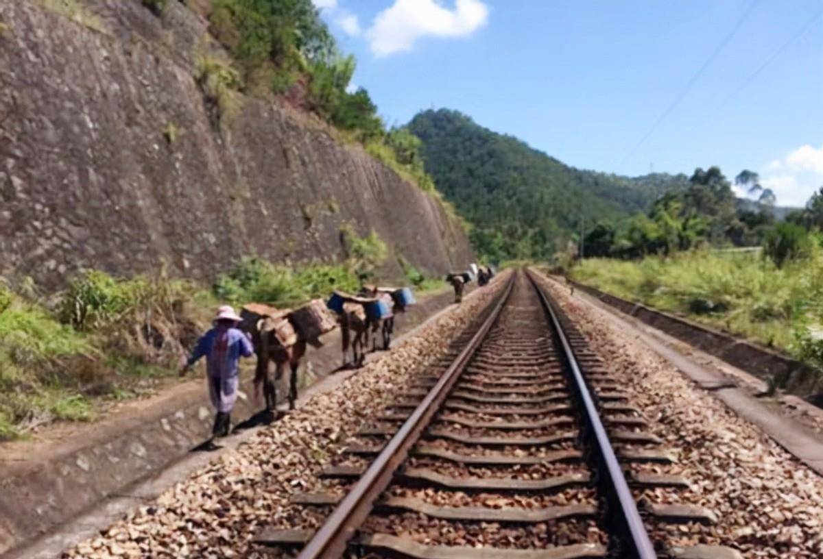山林中的"骡马队"夫妻,在悬崖峭壁上干活养家,月收入4万_运输_骡子