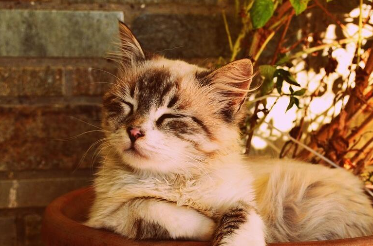 猫咪为什么不喜欢去宠物店呢?有阴影是其中一个原因_环境_主人_味道