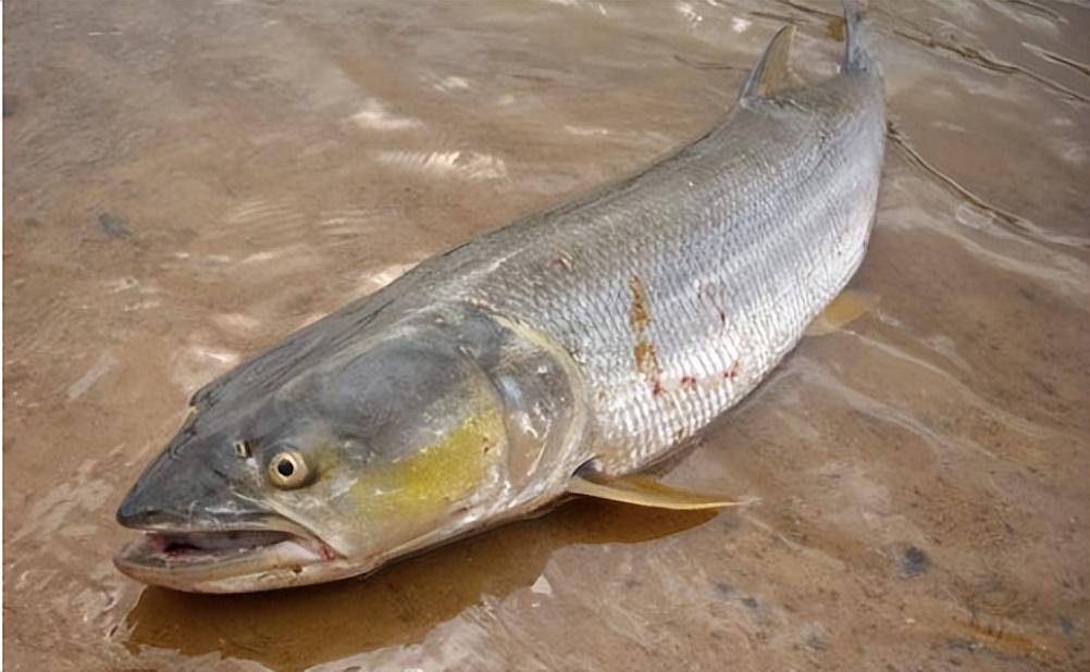 长江"有喜也有忧",鳡鱼野生鲢数量上涨,为何鲥鱼处境堪忧?