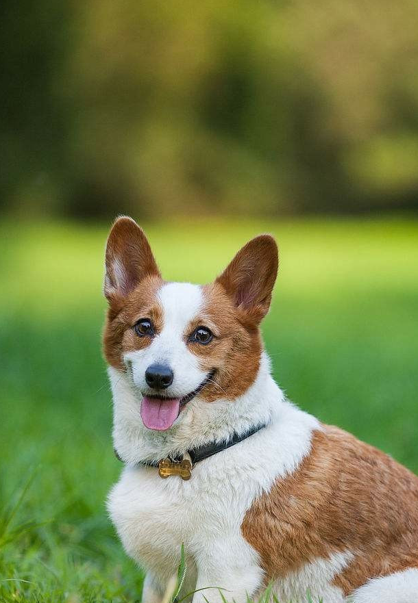 短腿柯基如何饲养?其实很简单,做到这些就好了_家长_骨头_大小