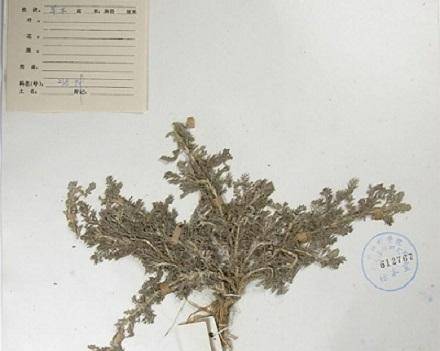 "宝塔糖"曾经风靡全国,为什么突然消失了?