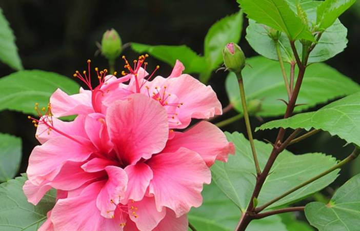 盆栽扶桑的四季管理以及叶片遇冷脱落的救治措施_植株_养护_进行