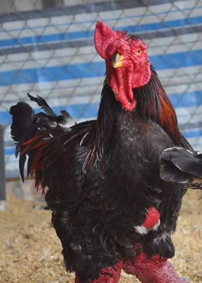 它比怒晴鸡战斗力还要猛,鸡爪堪比人的手臂,地位高价格昂贵_东涛_不