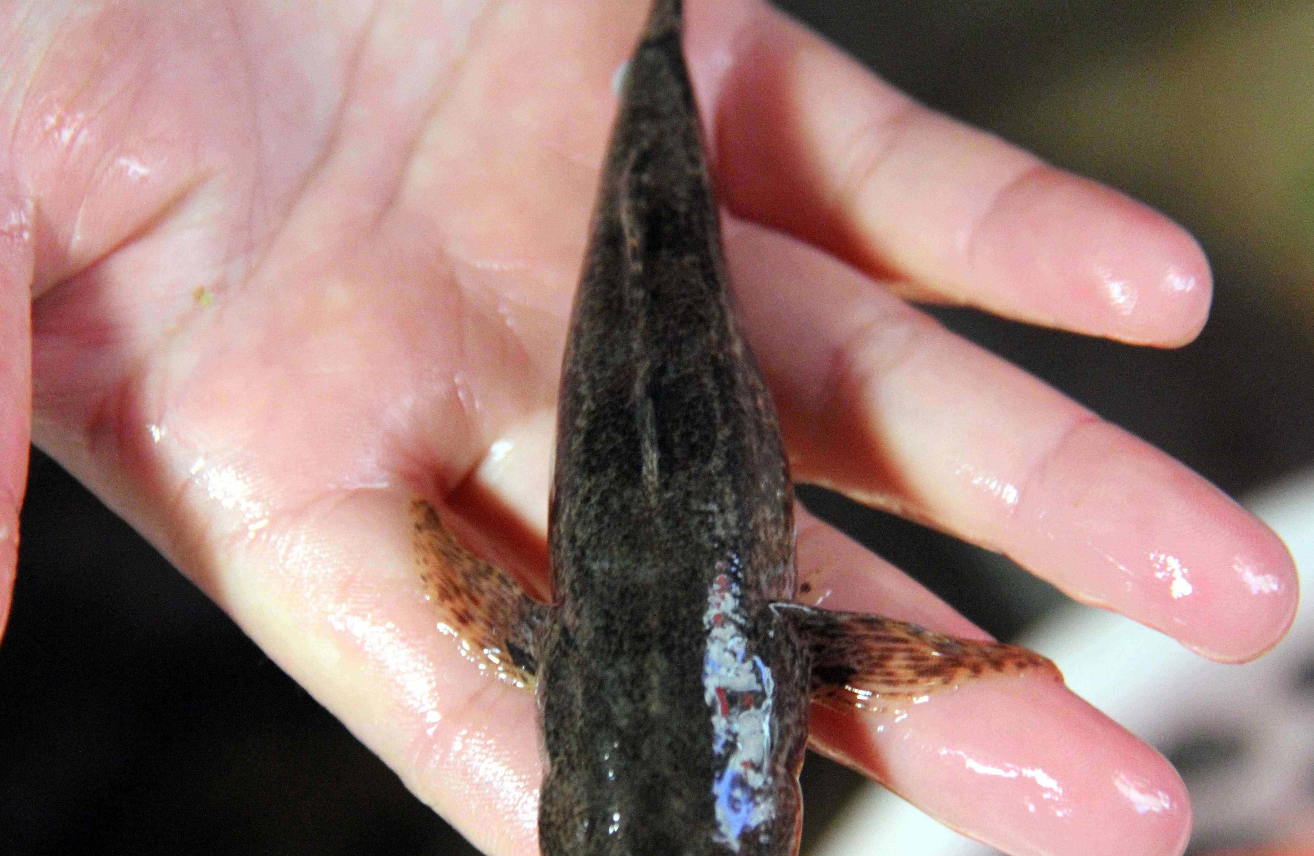 我家"那位"第一次用这鱼蒸鸡蛋,味道就一个字!_呆子_时间_蒸锅