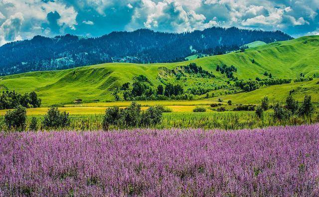 草场_风景_草原