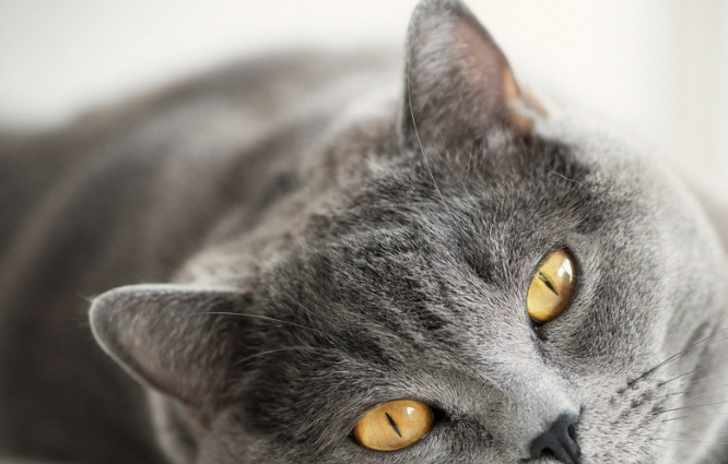 可爱的沙特尔猫,怎样正确的喂养,一起来看看吧_猫咪_进行_毛发