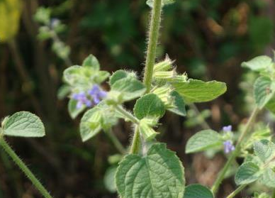 农村一种野草,可以用它赶蛇,人称"蛇见跑",还是治病良药_老虎_植物