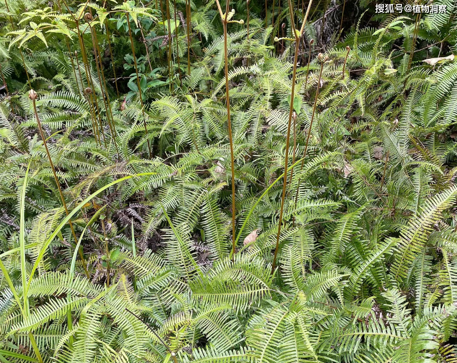 芒萁,又称狼萁,铁狼萁,有4大作用,价值极高,农民朋友要了解!
