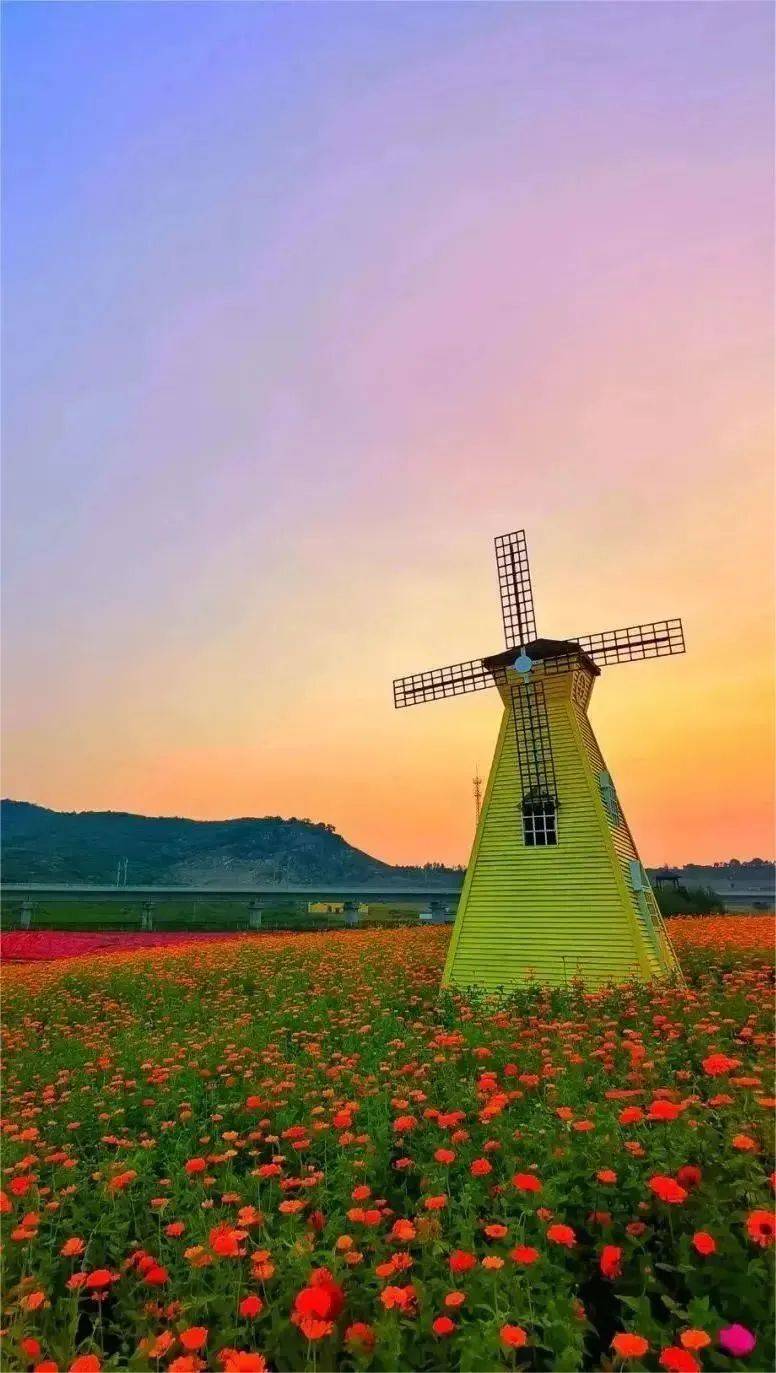 是半汤温泉养生度假区的核心景区4a级景区郁金香高地"野芳发而幽香