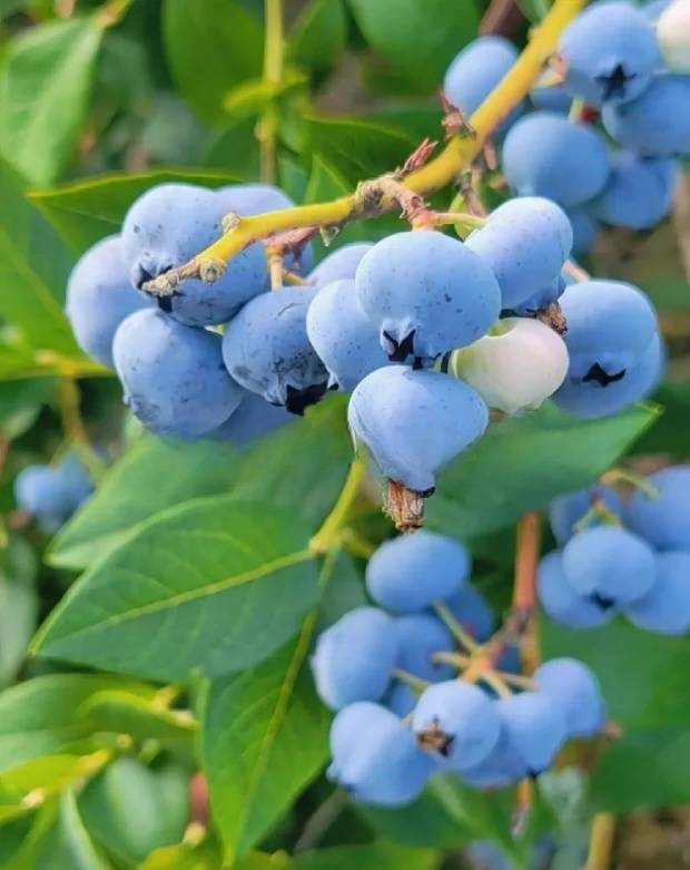 蓝莓新品种蓝丰栽培技术揭秘_土壤_进行_果实