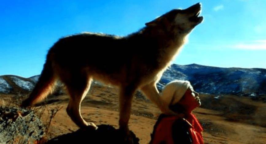 碰见人类婴儿,为何会将其抚养长大,说了你不一定真信_狼群_生活_狼孩