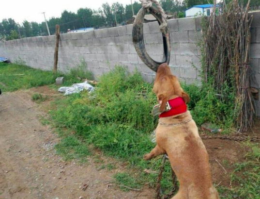 战犬界的常胜将军比特犬到底有多厉害?