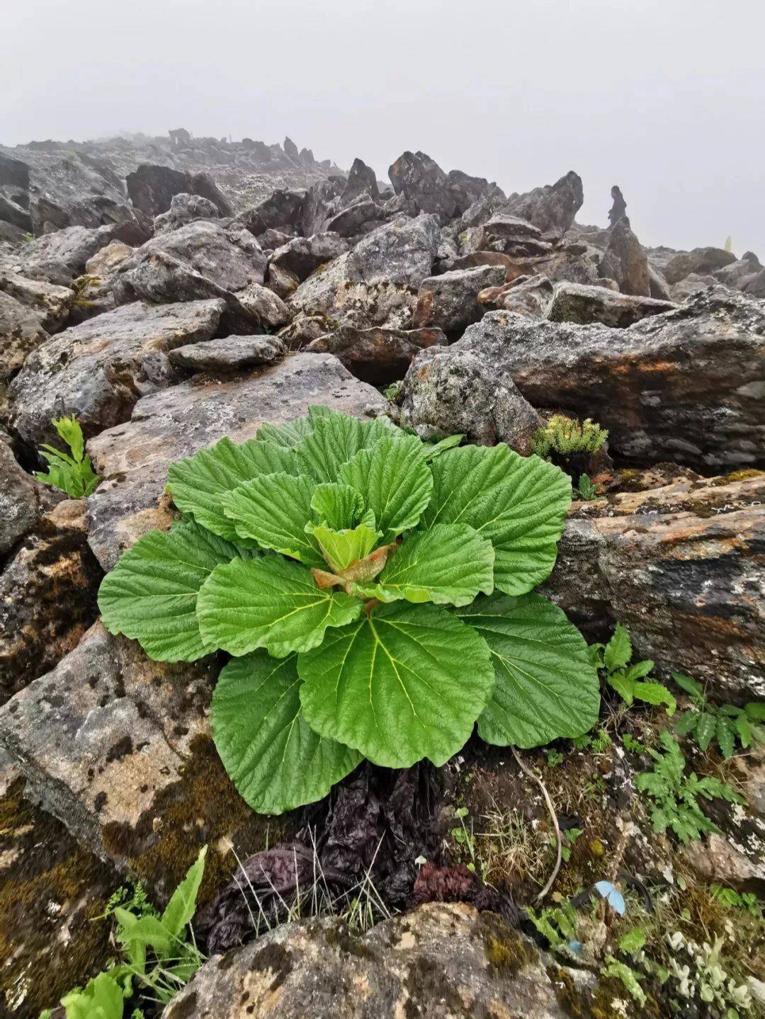 野生藏药植物名称图片图片