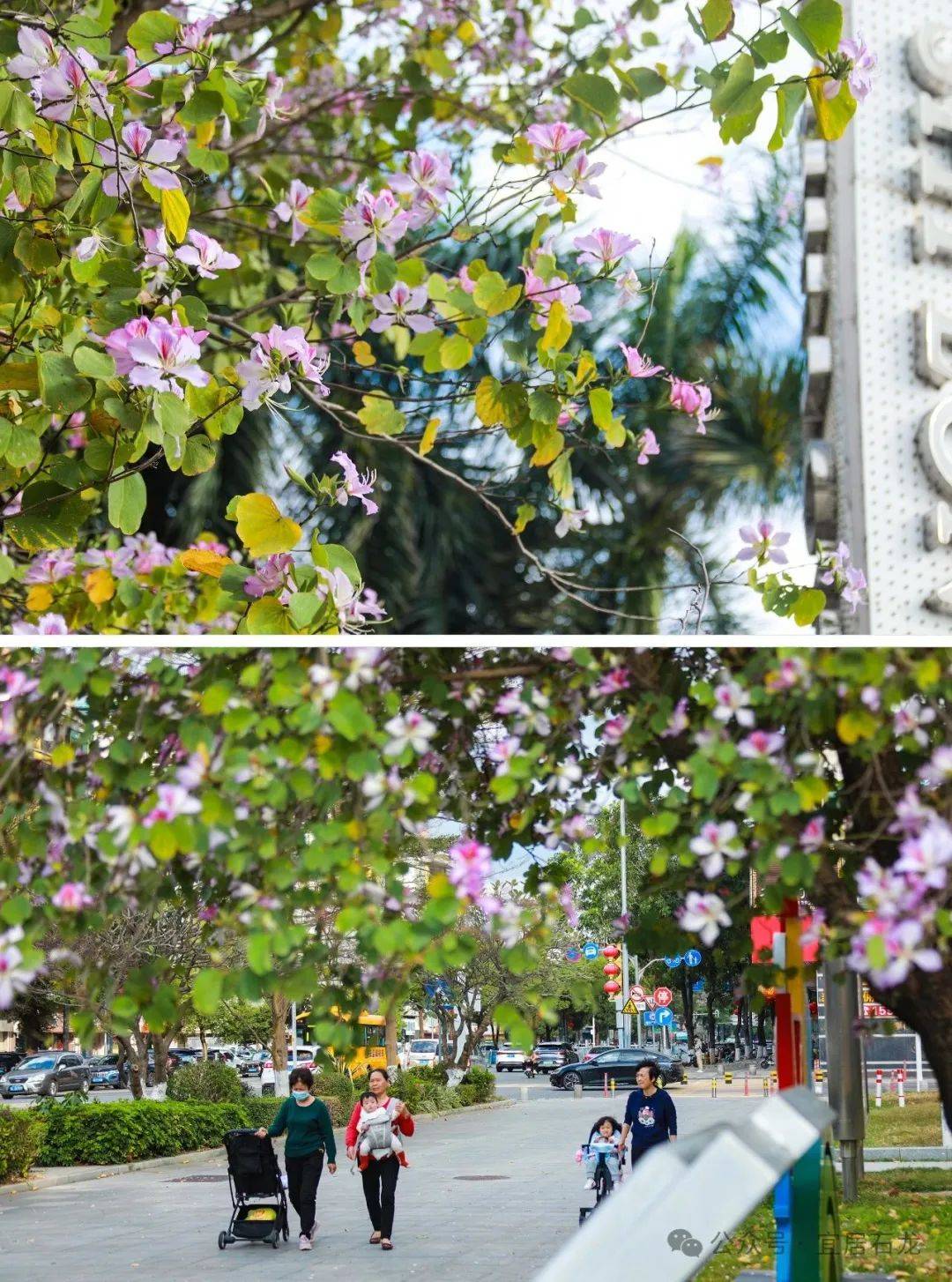 东莞的绝美花海开好了,还有花田里的集市逛_大岭山_摄影_地点