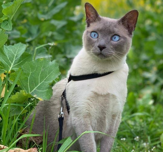 主人:已经糊成另一只猫了~_毛色_重点_其他