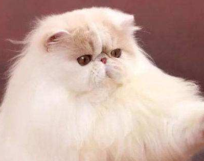 波斯猫的故事,你们听说过吗?_查理_石竹_钢琴