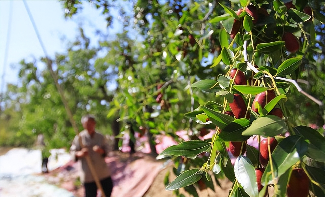 想要购买优质高产的枣树可以下载种子库app,全国优秀的枣树品种可供