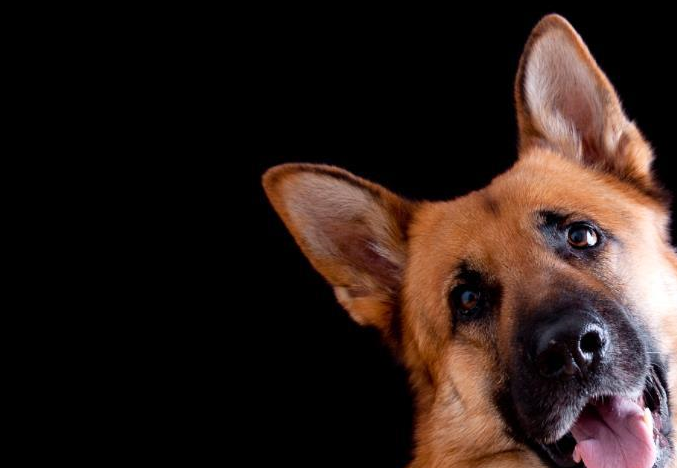 这些少见的牧羊犬,你知道吗?_法国_比利牛斯_毛色