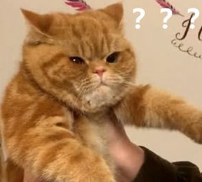 养只橘猫欢乐多,主人对橘猫吹气,大脸立即变成平面是虚胖?
